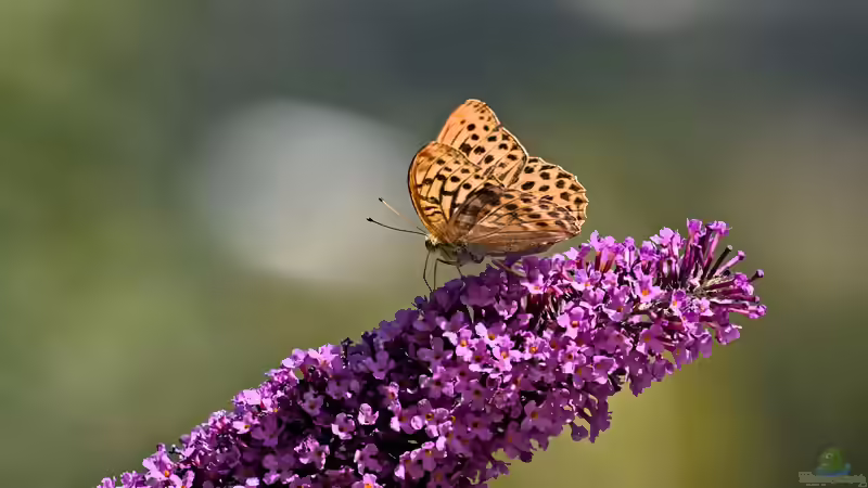 Blog: Schmetterlingsblumen: Die besten Pflanzen für einen schmetterlingsfreundlichen Garten (8182)