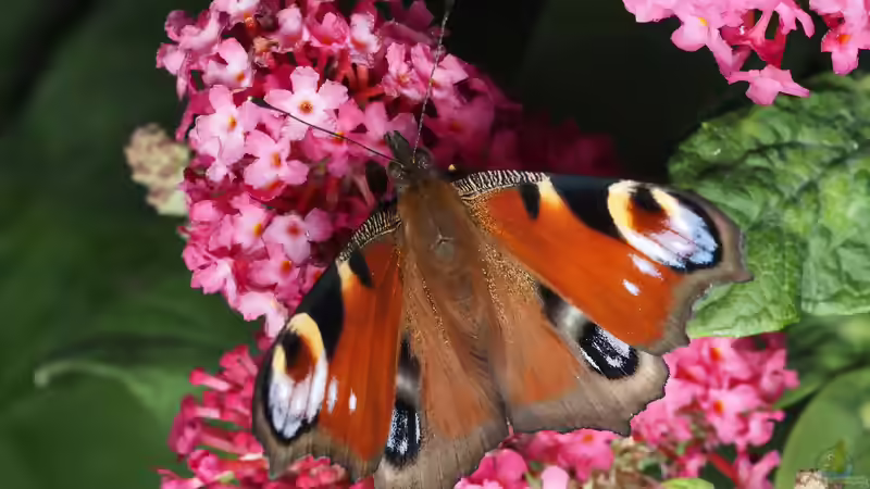 Blog: Schmetterlingsblumen: Die besten Pflanzen für einen schmetterlingsfreundlichen Garten (8182)