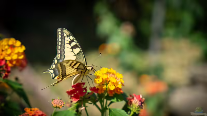 Blog: Schmetterlingsblumen: Die besten Pflanzen für einen schmetterlingsfreundlichen Garten (8182)