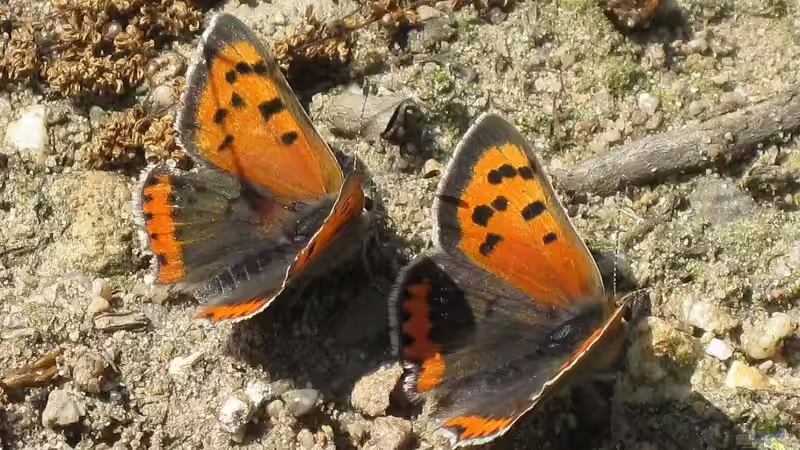 Blog: Schmetterlingshaltung: Ein Hobby mit Tradition (6447)