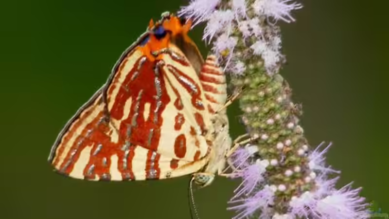 Blog: Schmetterlingshaltung: Ein Hobby mit Tradition (6447)