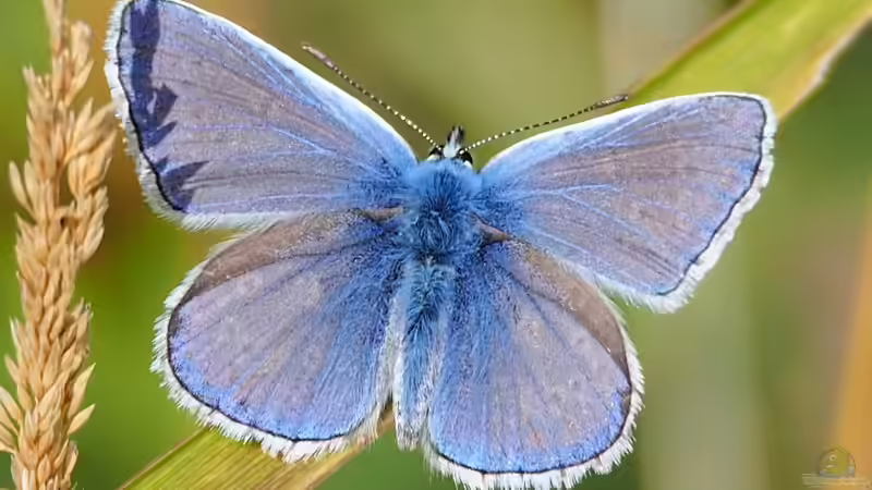 Blog: Schmetterlingshaltung: Ein Hobby mit Tradition (6447)