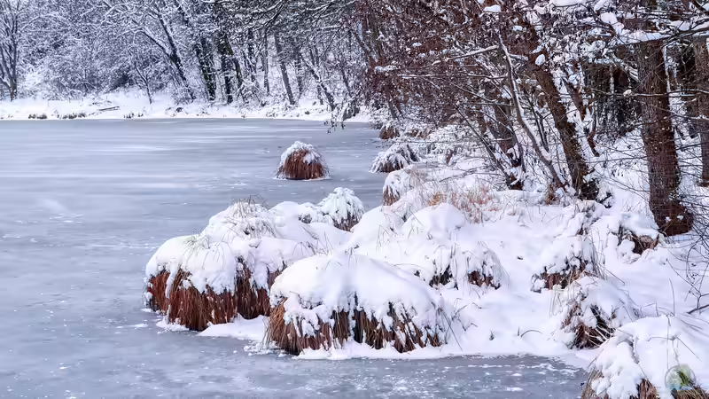 Blog: Schnee auf dem Gartenteich: Muss die Eisfläche freigeräumt werden? (7658)