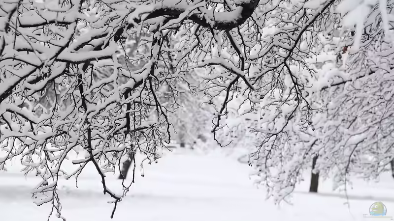 Blog: Schneebruch im Garten - Ursachen, Schäden, Vorbeugung und richtige Maßnahmen (7588)