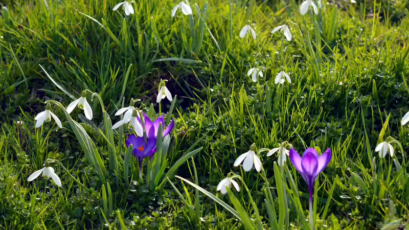 Blog: Schneeglöckchen: Giftiges Frühlingserwachen (7155)