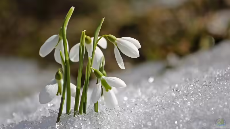 Blog: Schneeschmelze im Garten - Chancen, Risiken und richtiges Handeln (7660)