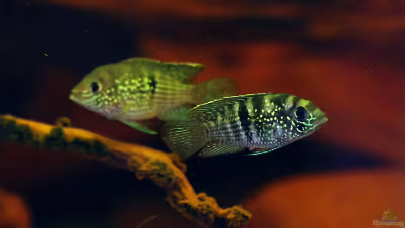 Blog: Schöner Buntbarsch aus Südamerika, der Andinoacara / Aequidens pulcher  (5130)