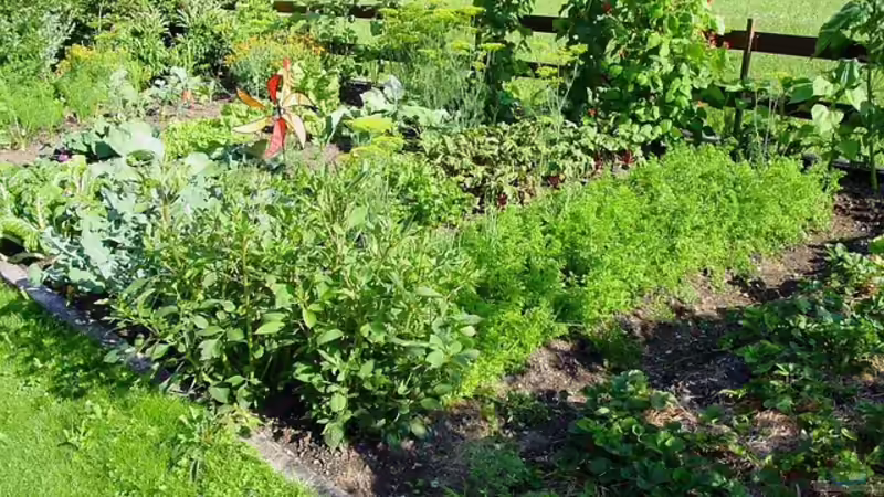 Blog: Schrebergarten: Spießig oder voll im Trend? (7161)