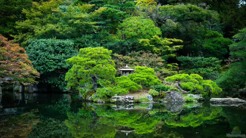 Blog: Schritt für Schritt den eigenen Garten zum Japanischen Garten umgestalten (7968)