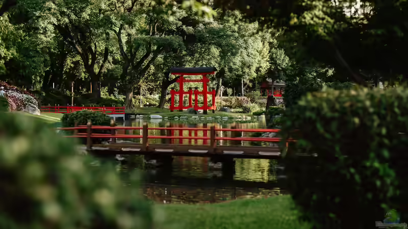 Blog: Schritt für Schritt den eigenen Garten zum Japanischen Garten umgestalten (7968)