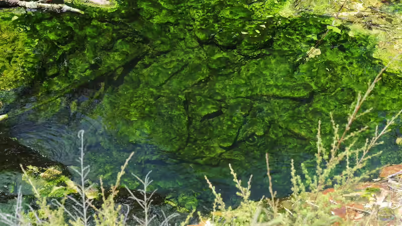 Blog: Schwebalgen im Aquarium und Teich: Ursachen, Auswirkungen und nachhaltige Lösungen (7880)