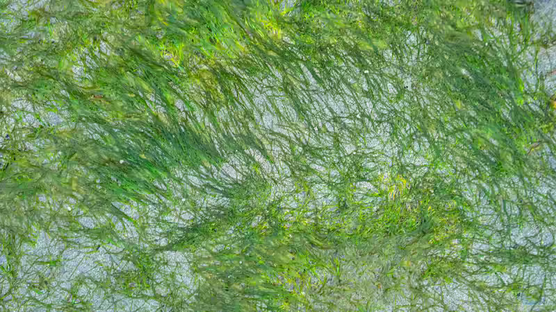 Blog: Schwebalgen im Aquarium und Teich: Ursachen, Auswirkungen und nachhaltige Lösungen (7880)
