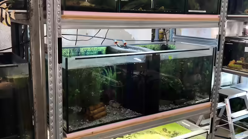 Blog: Schwerlastregale für Aquarien ???  diverse Regalsysteme im Aquarien-Keller (5437)