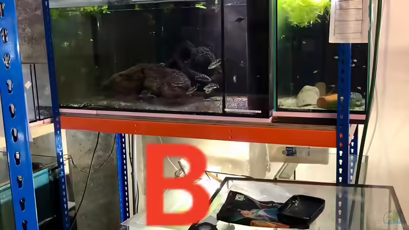 Blog: Schwerlastregale für Aquarien ???  diverse Regalsysteme im Aquarien-Keller (5437)