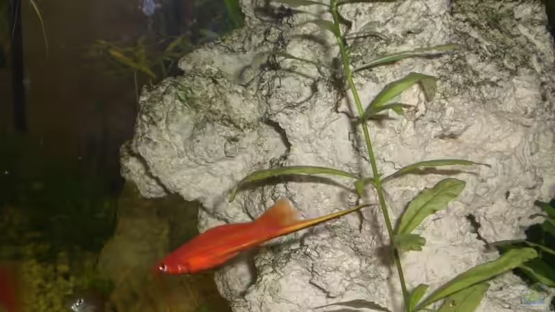 Blog: Schwertträger im Aquarium: Welchen Zweck hat die verlängerte Schwanzflosse wirklich? (7052)
