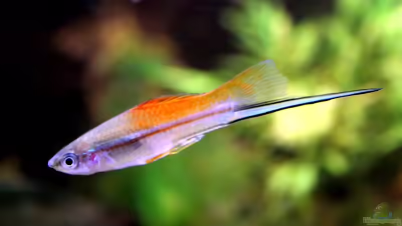 Blog: Schwertträger im Aquarium: Welchen Zweck hat die verlängerte Schwanzflosse wirklich? (7052)