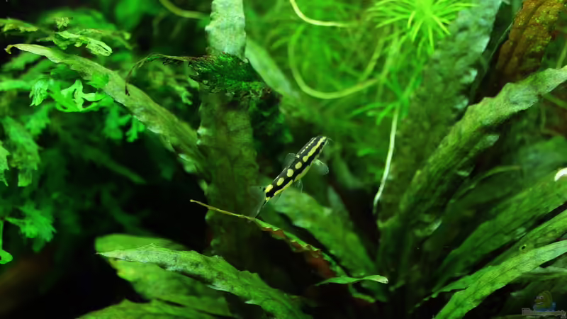 Blog: Schwimmendes Schachbrett im Aqua, die Yasuhikotakia sidthimunki/Schachbrettschmerle ! (4815)