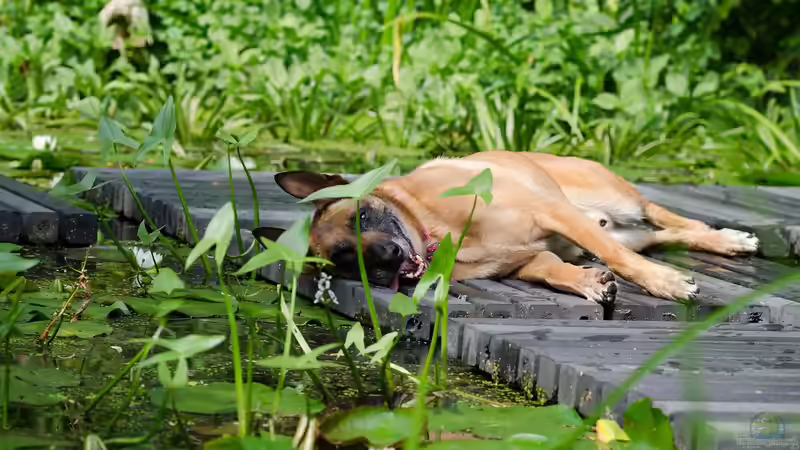 Blog: Schwimmteich oder Pool: Welche Variante ist günstiger? (7715)