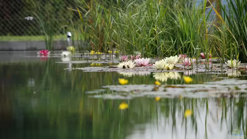 Blog: Schwimmteich oder Pool: Welche Variante ist günstiger? (7715)