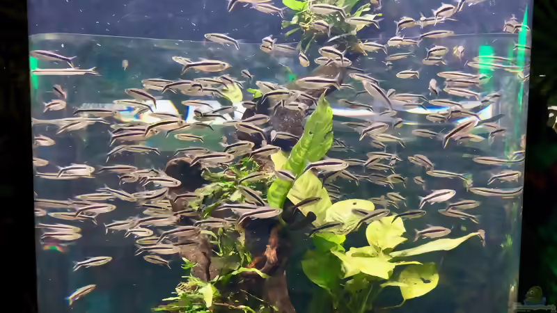 Blog: Sealife Aquarium am Gardasee in Italien (5297)