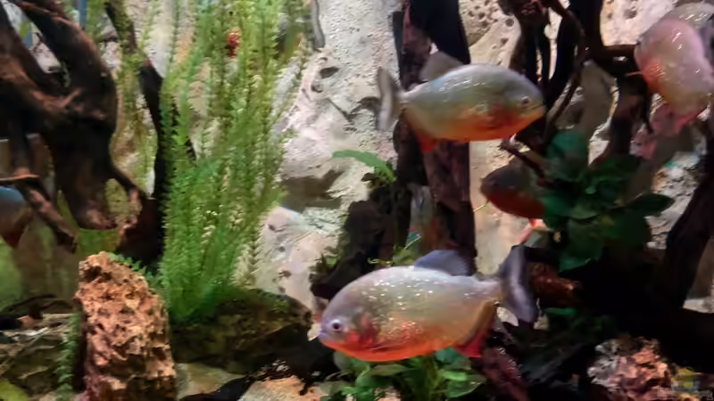 Blog: Sealife Aquarium am Gardasee in Italien (5297)