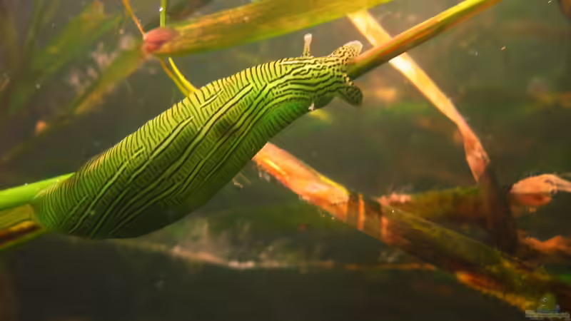 Blog: Seegurken im Aquarium - Ein umfassender Leitfaden für Haltung, Pflege und langfristigen Erfolg (7431)