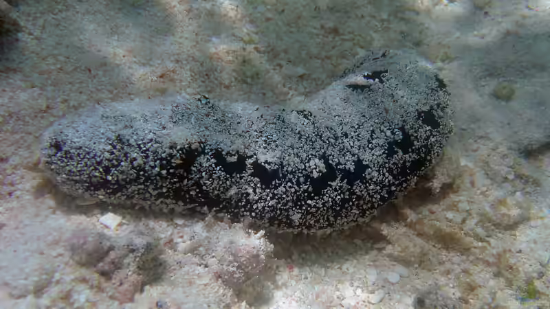 Blog: Seegurken im Aquarium - Ein umfassender Leitfaden für Haltung, Pflege und langfristigen Erfolg (7431)