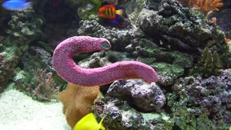 Blog: Seegurken im Aquarium - Ein umfassender Leitfaden für Haltung, Pflege und langfristigen Erfolg (7431)