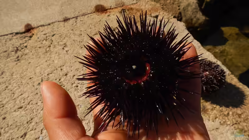 Blog: Seeigel - Nicht nur beliebte Aquarientiere, sondern auch eine Delikatesse (7668)