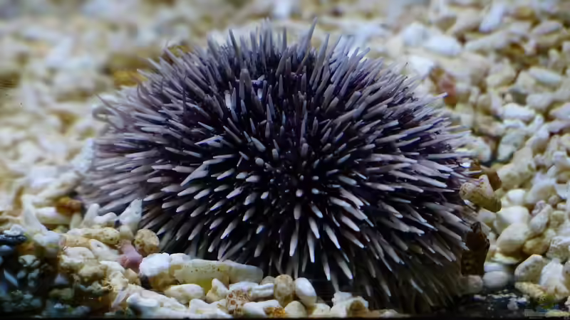 Blog: Seeigel - Nicht nur beliebte Aquarientiere, sondern auch eine Delikatesse (7668)
