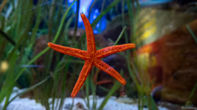 Blog: Seesterne im Aquarium - Faszinierende Stachelhäuter für Meerwasseraquarien (7923)