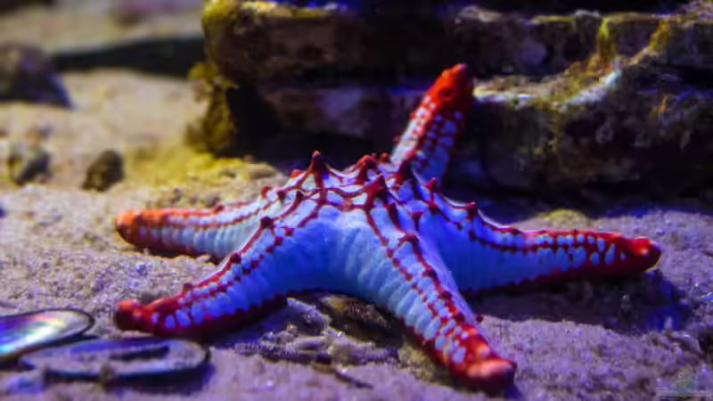 Blog: Seesterne im Aquarium - Faszinierende Stachelhäuter für Meerwasseraquarien (7923)