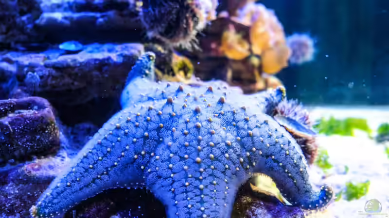 Blog: Seesterne im Aquarium - Faszinierende Stachelhäuter für Meerwasseraquarien (7923)