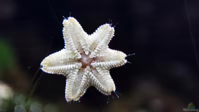 Blog: Seesterne im Aquarium - Faszinierende Stachelhäuter für Meerwasseraquarien (7923)