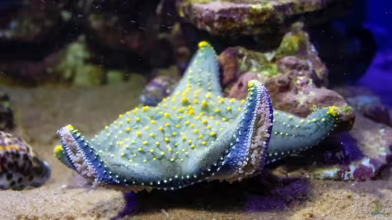 Blog: Seesterne im Aquarium - Faszinierende Stachelhäuter für Meerwasseraquarien (7923)