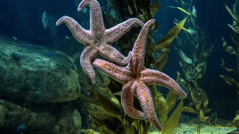 Blog: Seesterne im Aquarium - Faszinierende Stachelhäuter für Meerwasseraquarien (7923)