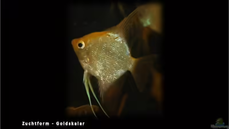 Blog: Segelflosser - die zärtlichen Buntbarsche (3330)