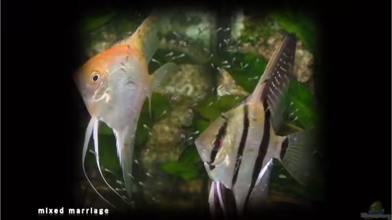 Blog: Segelflosser - die zärtlichen Buntbarsche (3330)