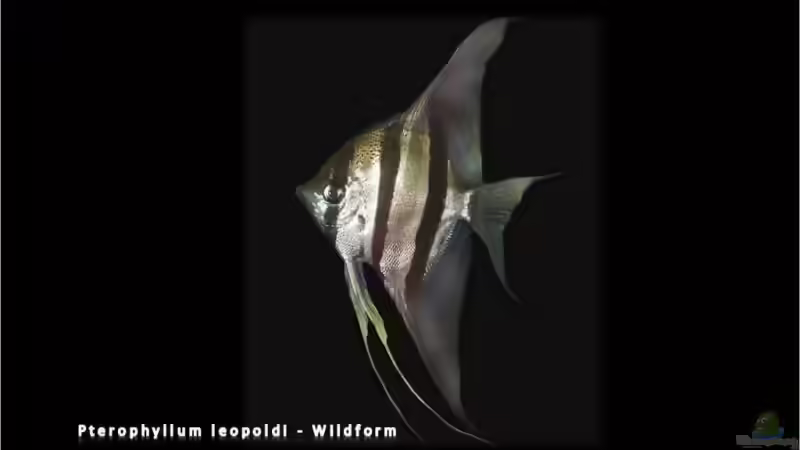Blog: Segelflosser - die zärtlichen Buntbarsche (3330)