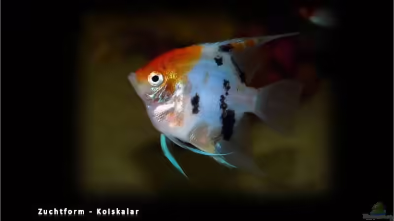 Blog: Segelflosser - die zärtlichen Buntbarsche (3330)