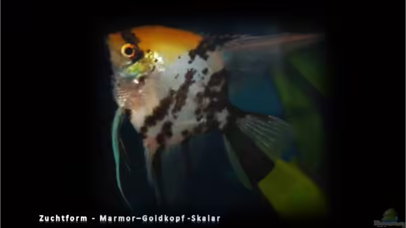Blog: Segelflosser - die zärtlichen Buntbarsche (3330)
