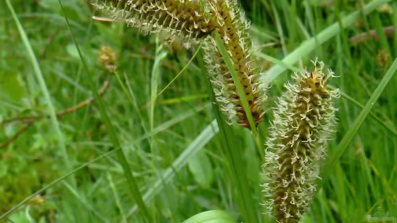 Blog: Seggen im Garten: Vielseitige Gräser für sonnige, schattige und feuchte Standorte (8215)