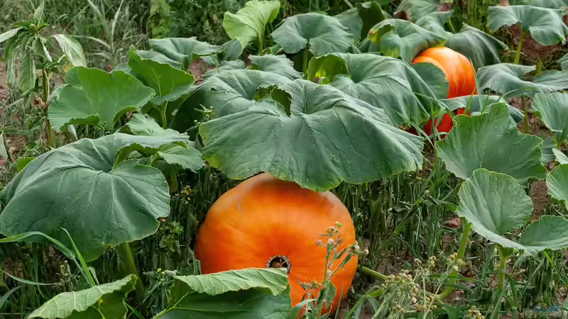 Blog: Selbstversorgergarten - Der große Praxisleitfaden für ein unabhängiges Leben aus dem eigenen Garten (7654)
