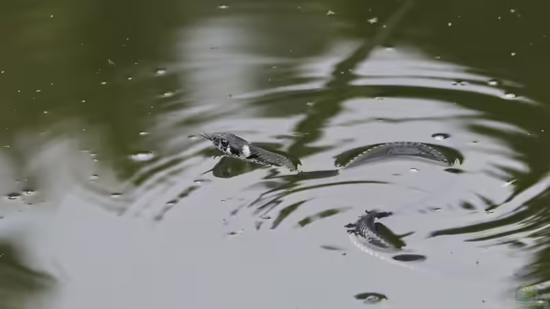 Blog: Selten in deutschen Gärten anzutreffende Tiere: Über diese Gäste solltest du dich besonders freuen (8002)