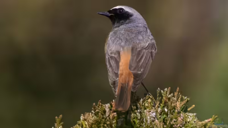 Blog: Selten in deutschen Gärten anzutreffende Tiere: Über diese Gäste solltest du dich besonders freuen (8002)