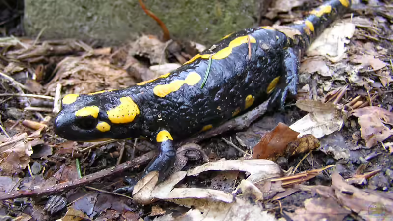 Blog: Selten in deutschen Gärten anzutreffende Tiere: Über diese Gäste solltest du dich besonders freuen (8002)