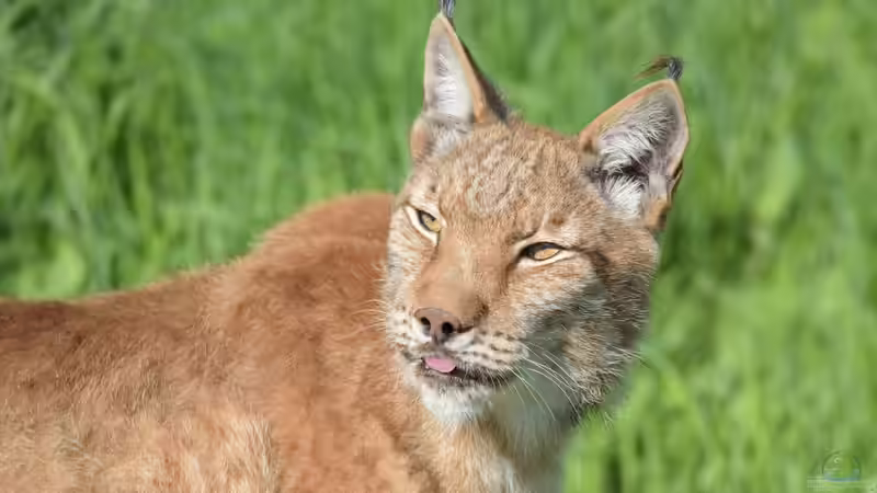 Blog: Selten in deutschen Gärten anzutreffende Tiere: Über diese Gäste solltest du dich besonders freuen (8002)