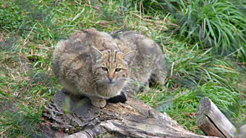 Blog: Selten in deutschen Gärten anzutreffende Tiere: Über diese Gäste solltest du dich besonders freuen (8002)