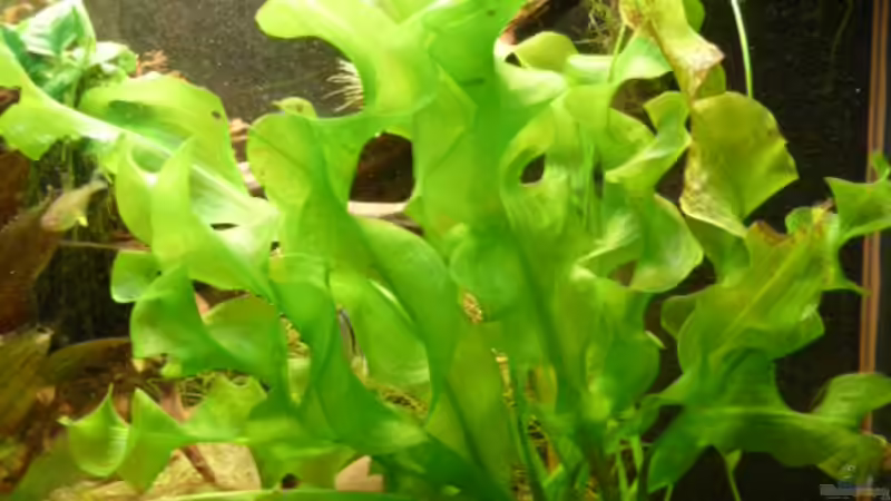 Blog: Seltene Aquarienpflanzen - Ein Leitfaden für anspruchsvolle Aquarianer (7827)