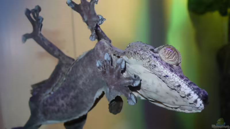 Blog: Seltene Reptilien in der Terraristik: außergewöhnliche Arten verantwortungsvoll halten (8392)